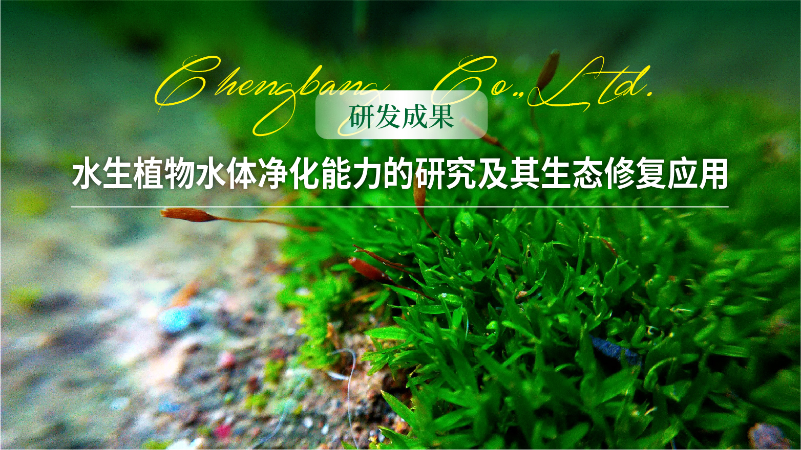 0806 【研发成果】水生植物水体净化能力的研究及其生态修复应用头图-01.jpg