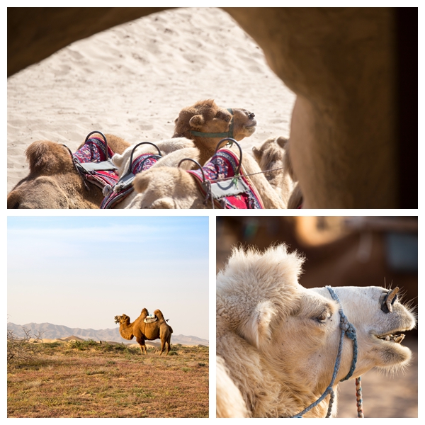 沙漠中的骆驼.jpg